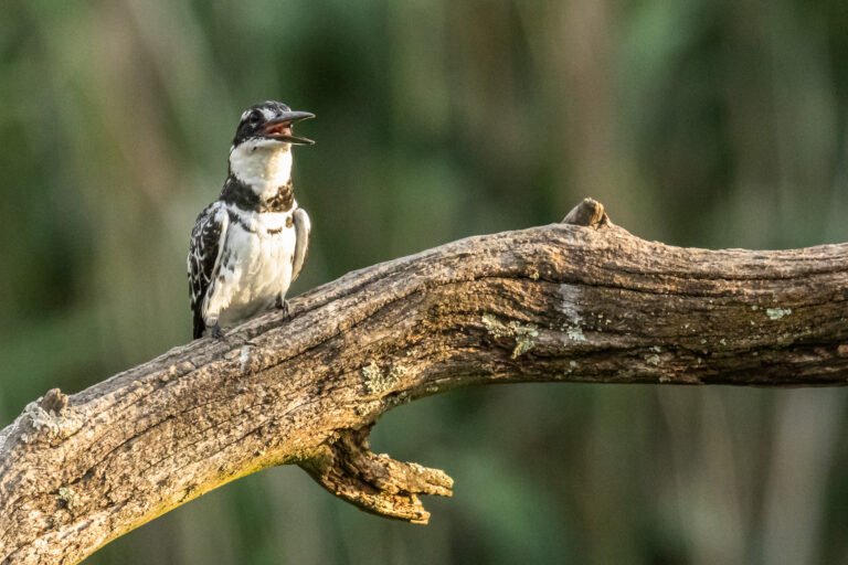 Pied Kingfisher eating a fish.