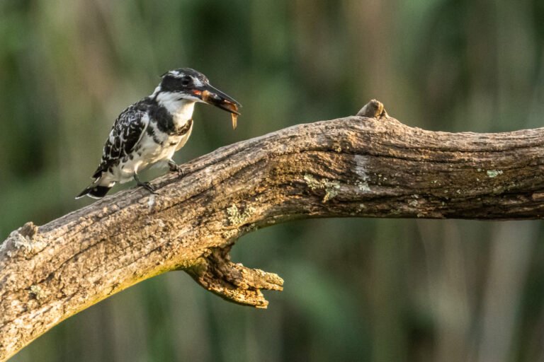 Pied Kingfisher eating a fish.