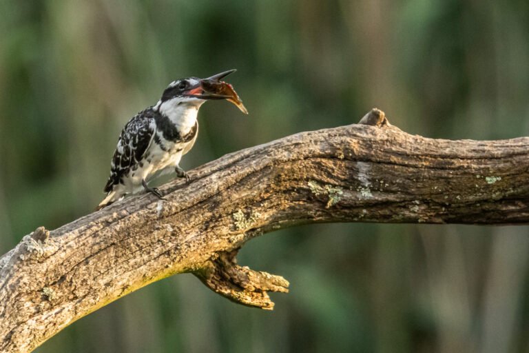 Pied Kingfisher eating a fish.