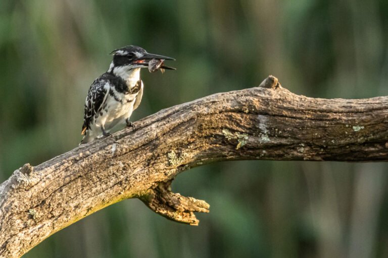 Pied Kingfisher eating a fish.