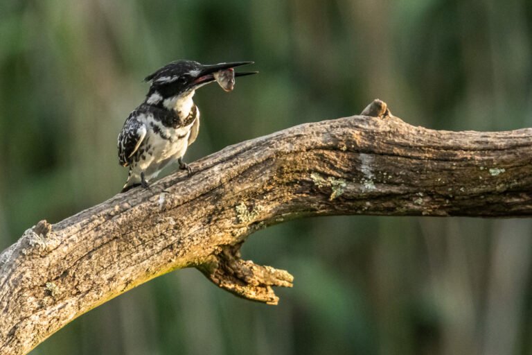 Pied Kingfisher eating a fish.