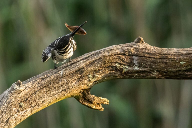 Pied Kingfisher eating a fish.