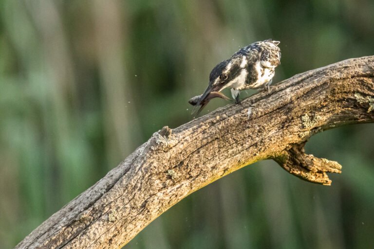 Pied Kingfisher eating a fish.