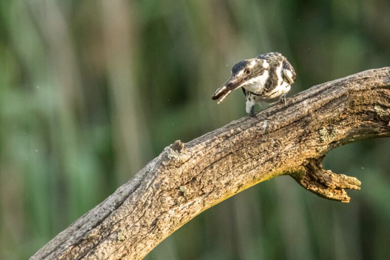 Pied Kingfisher eating a fish.