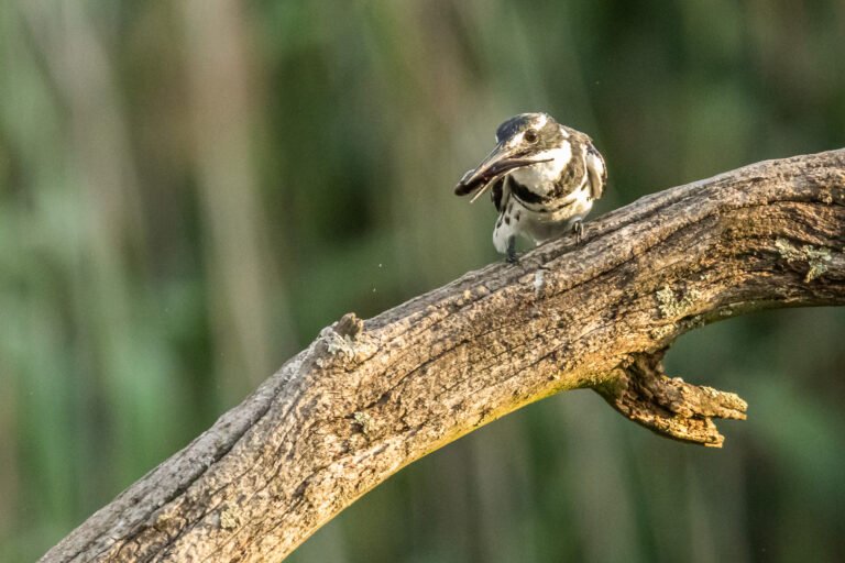 Pied Kingfisher eating a fish.