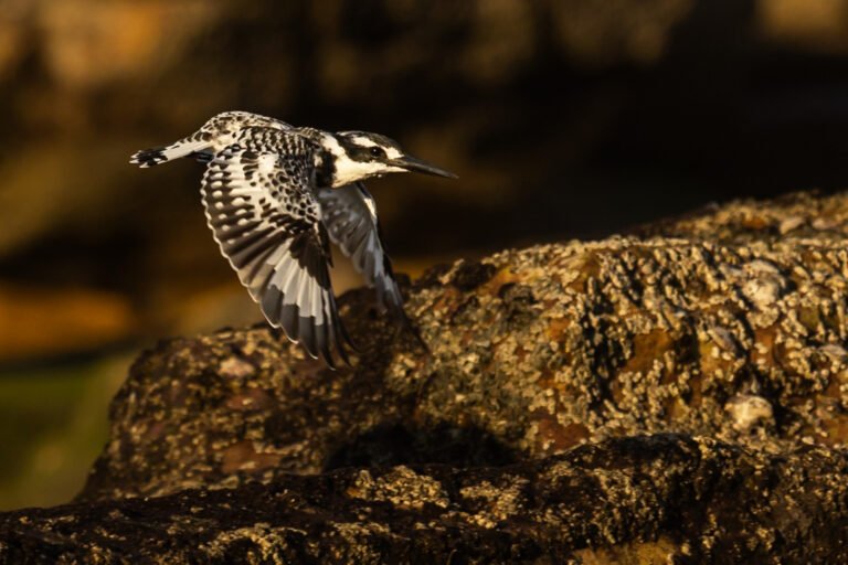 Pied Kingfisher flying over rocks.