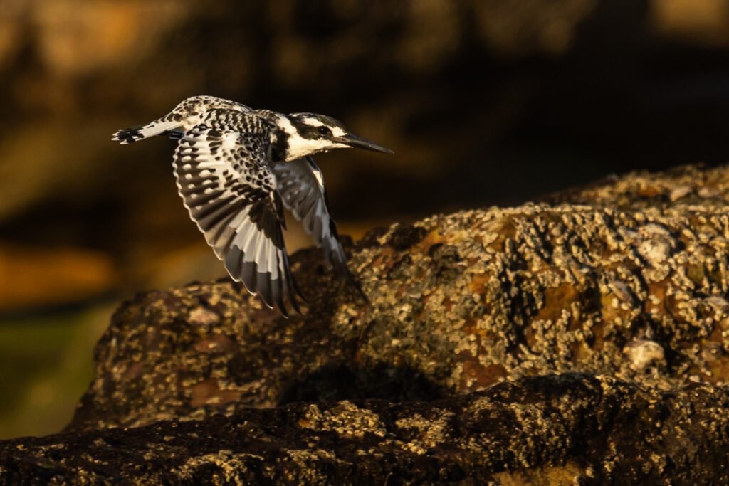 Pied Kingfisher flying.