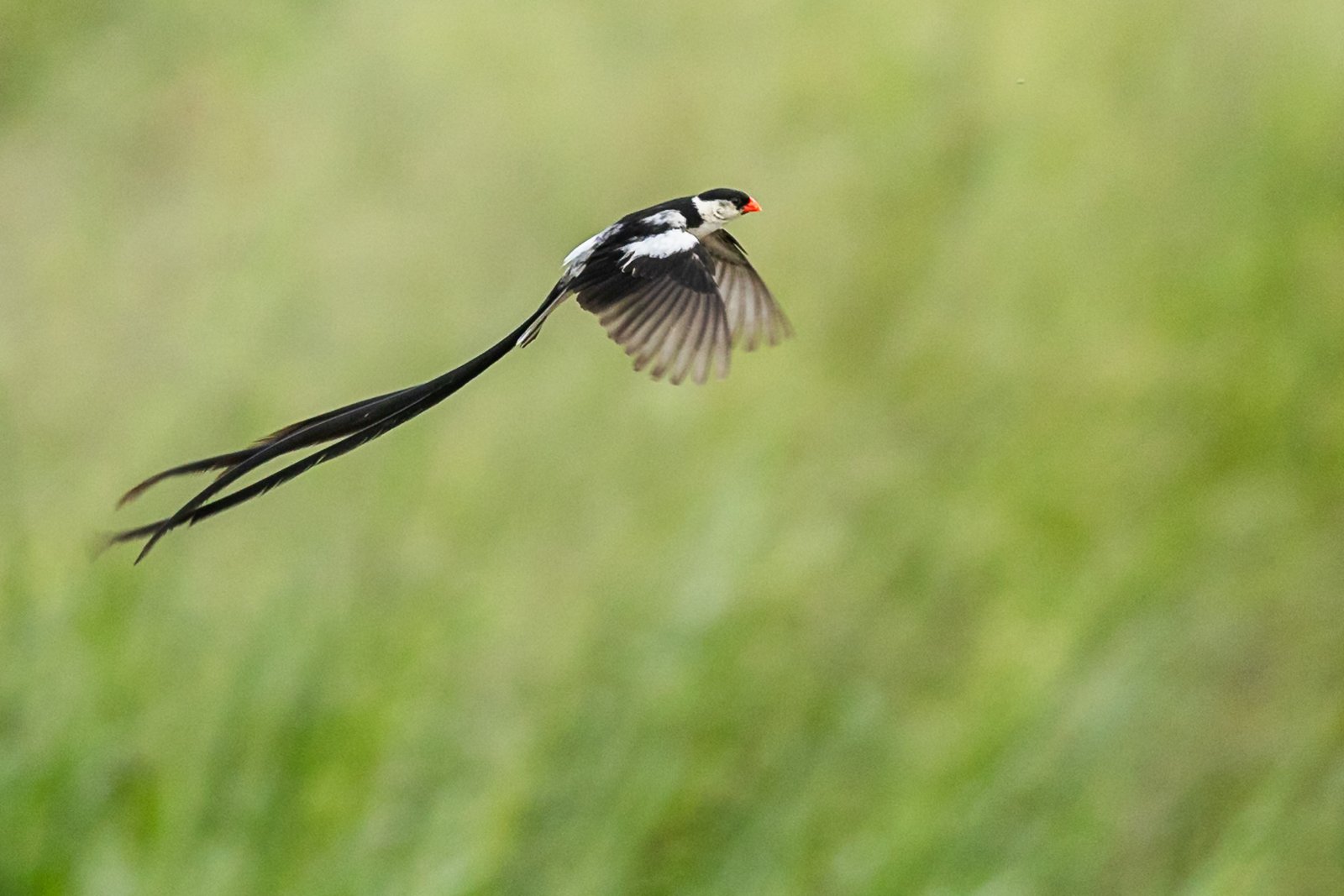 pin-tailed-whydah-bird-in-flight-1