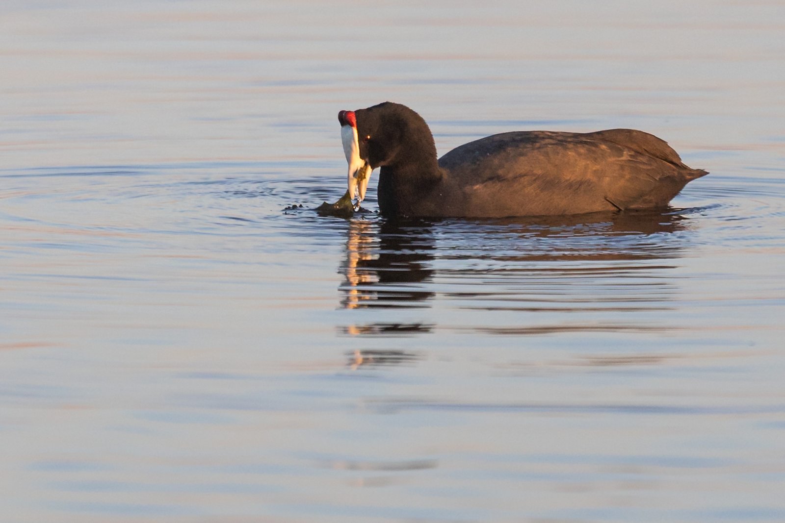 red-knobbed-coot-bird-feeding-9