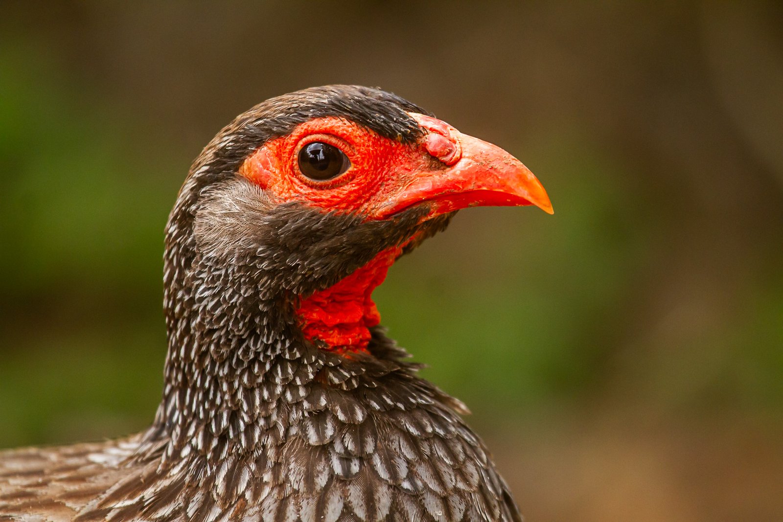 red-necked-spurfowl-bird-portrait