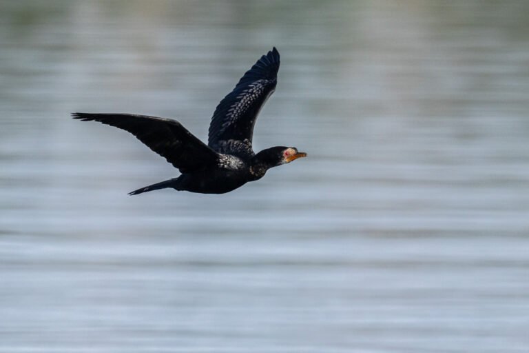 Reed Cormorant flying over a dam.