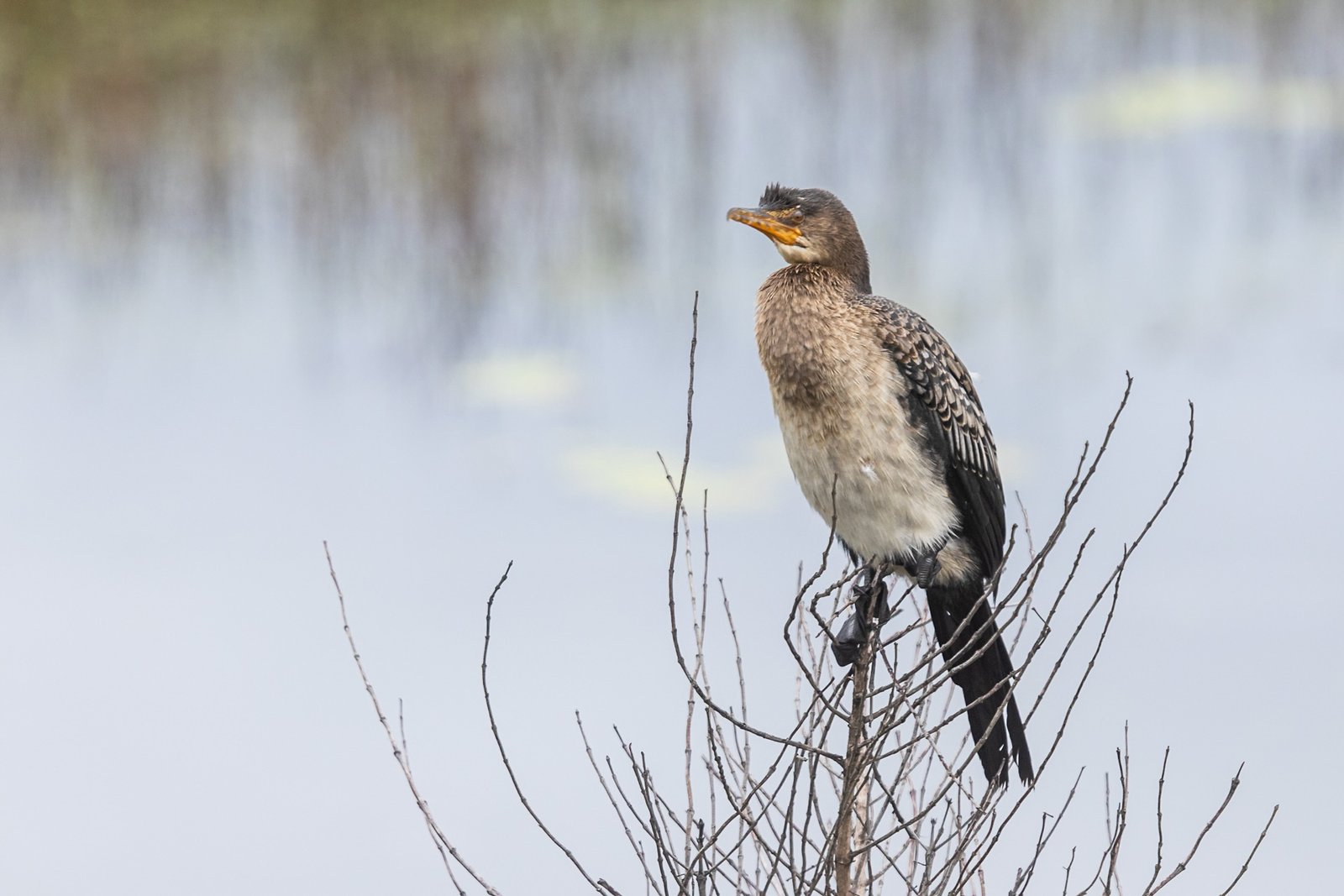 reed-cormorant-bird-perched-2