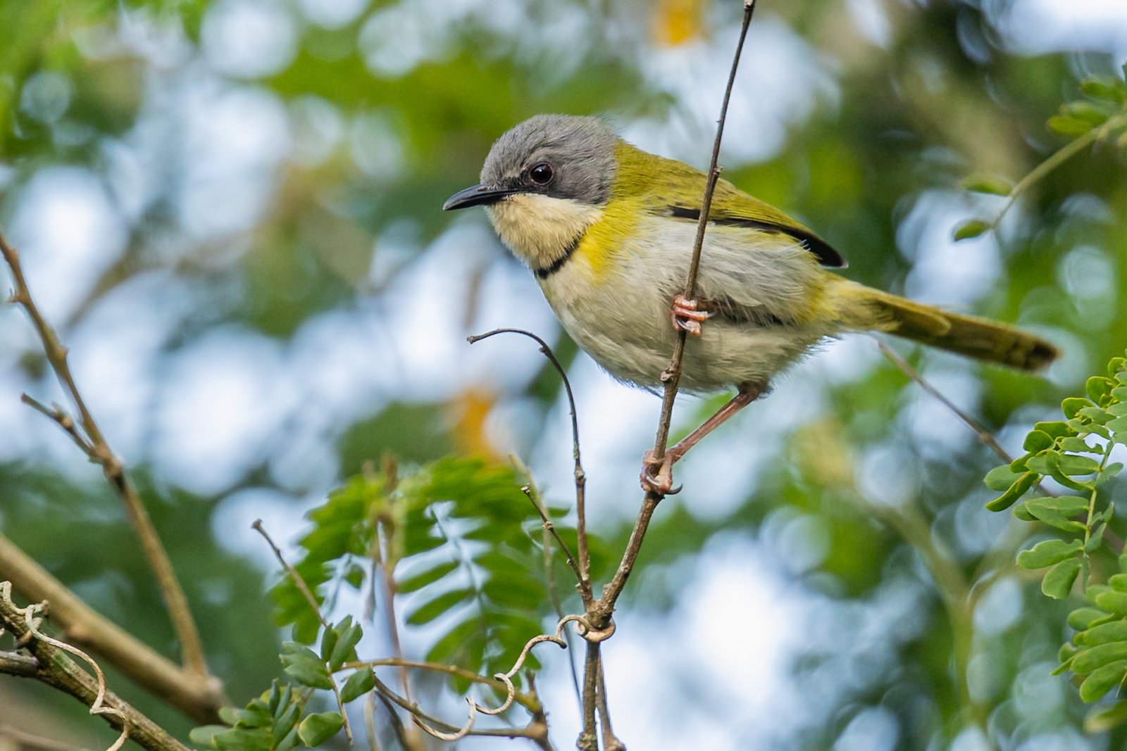 Rudds Apalis perched on a twig in a tree.