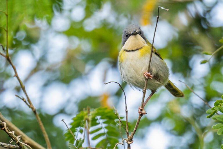 Rudds Apalis perched on a twig in a tree.