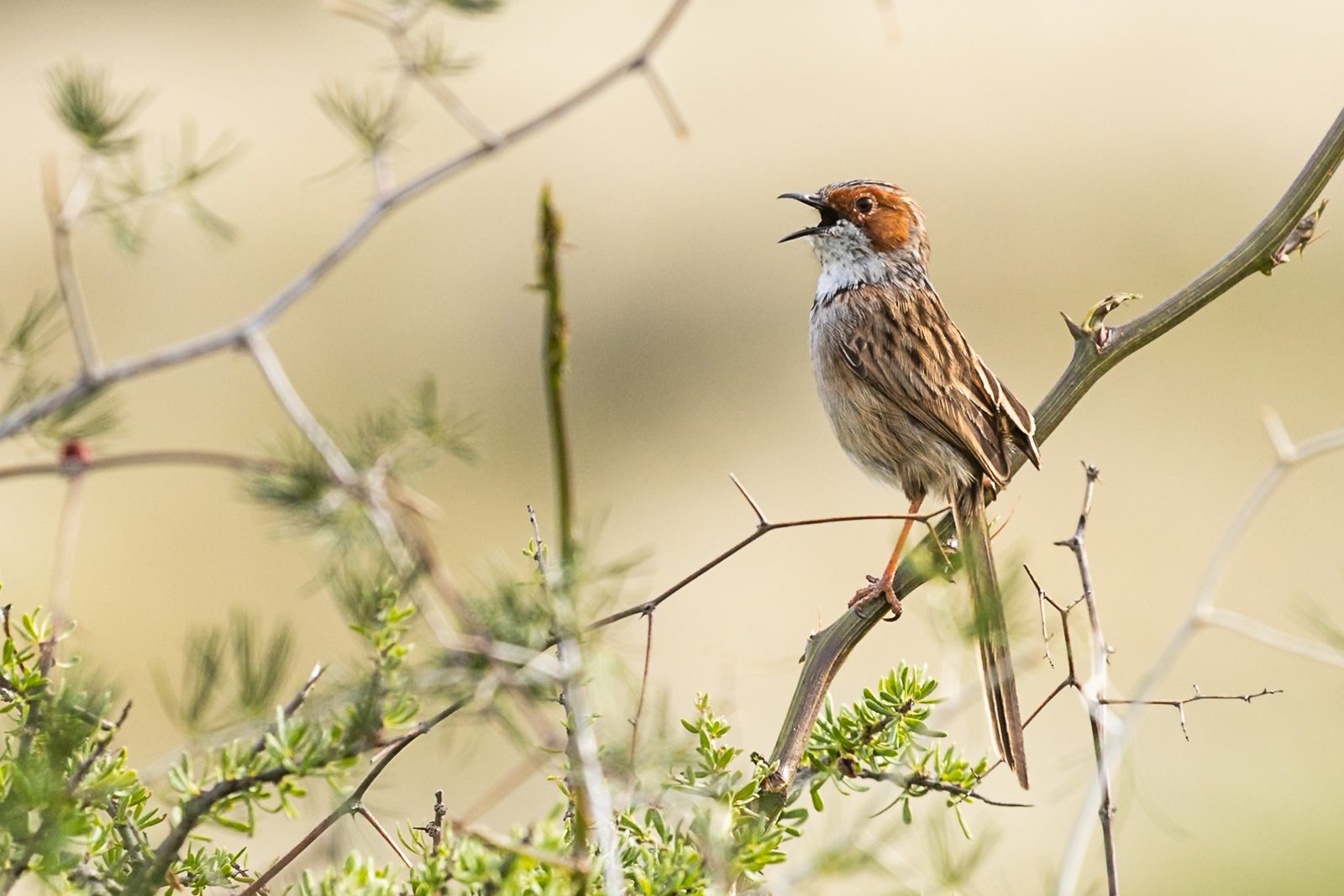 rufous-eared-warbler-bird-perched-2