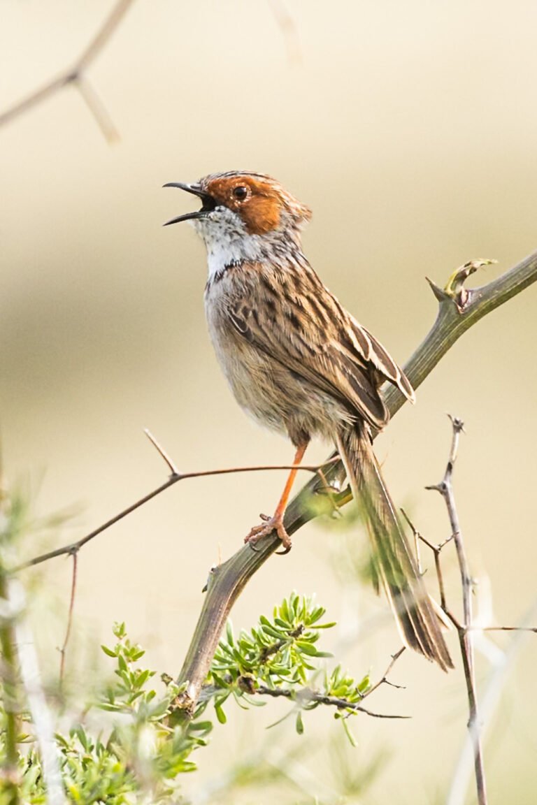 Rufous-eared Warbler calling.