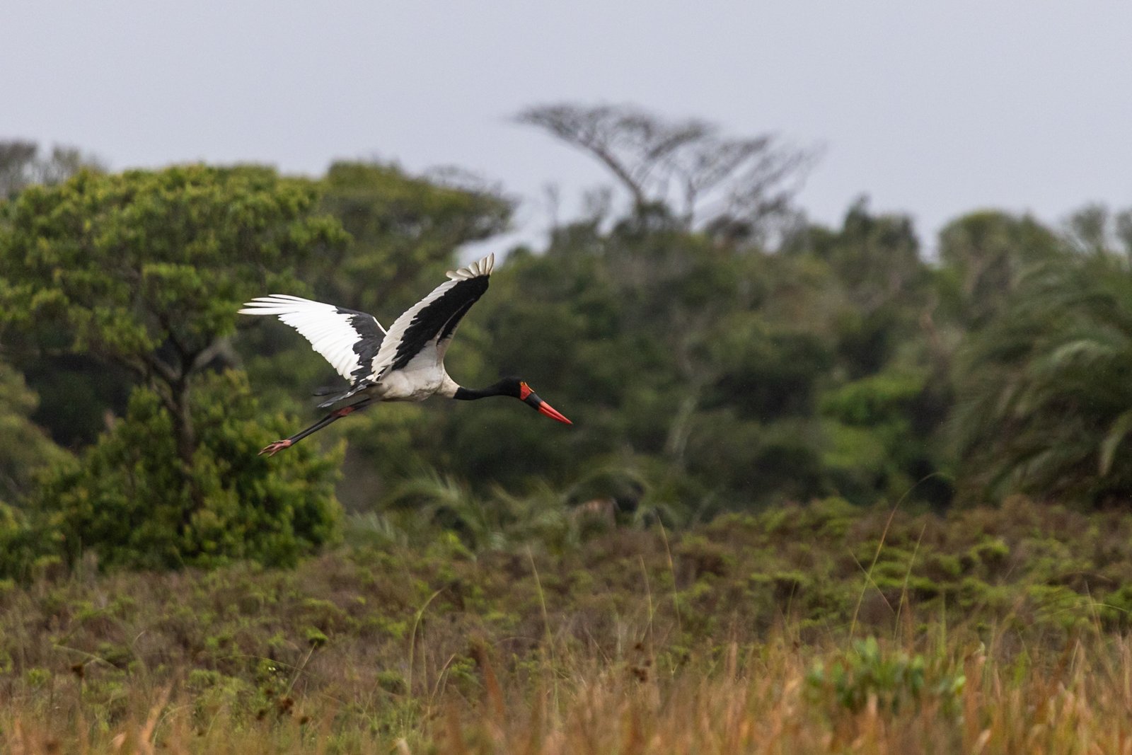 saddle-billed-stork-bird-in-flight-2