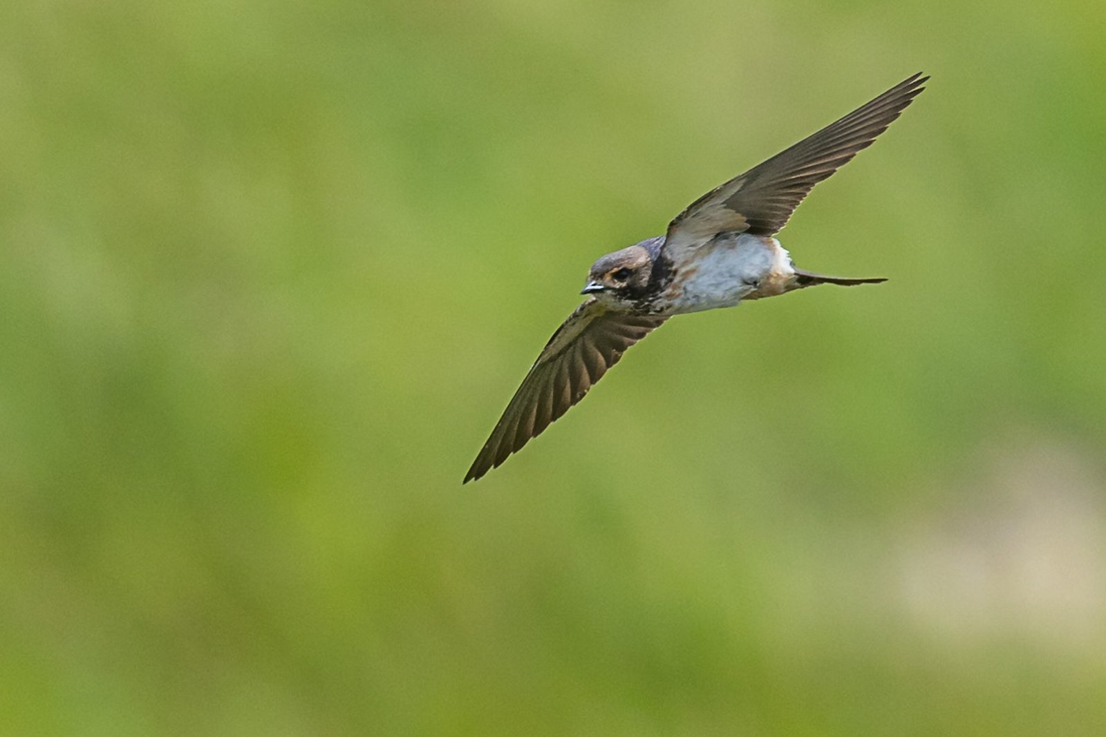 south-african-cliff-swallow-bird-in-flight