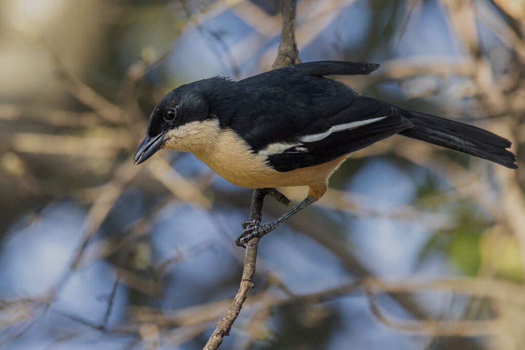 Southern Boubou perched.