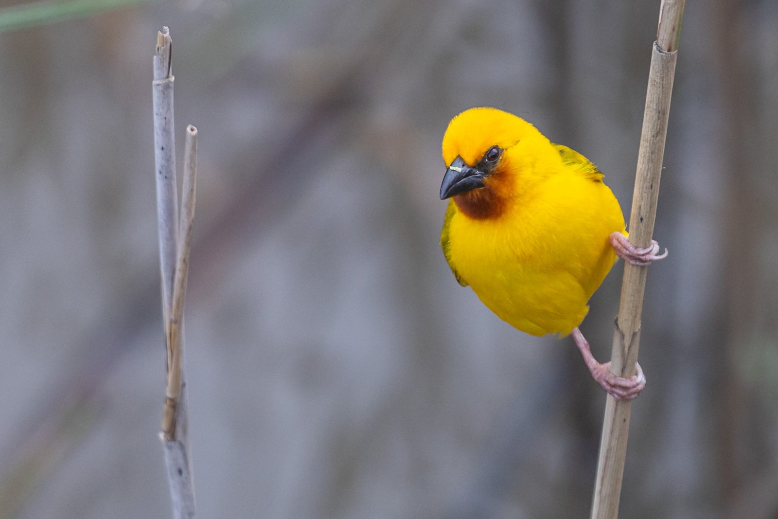 southern-brown-throated-weaver-bird-perched