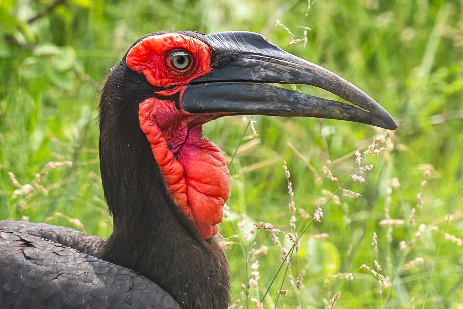 southern-ground-hornbill-bird-portrait