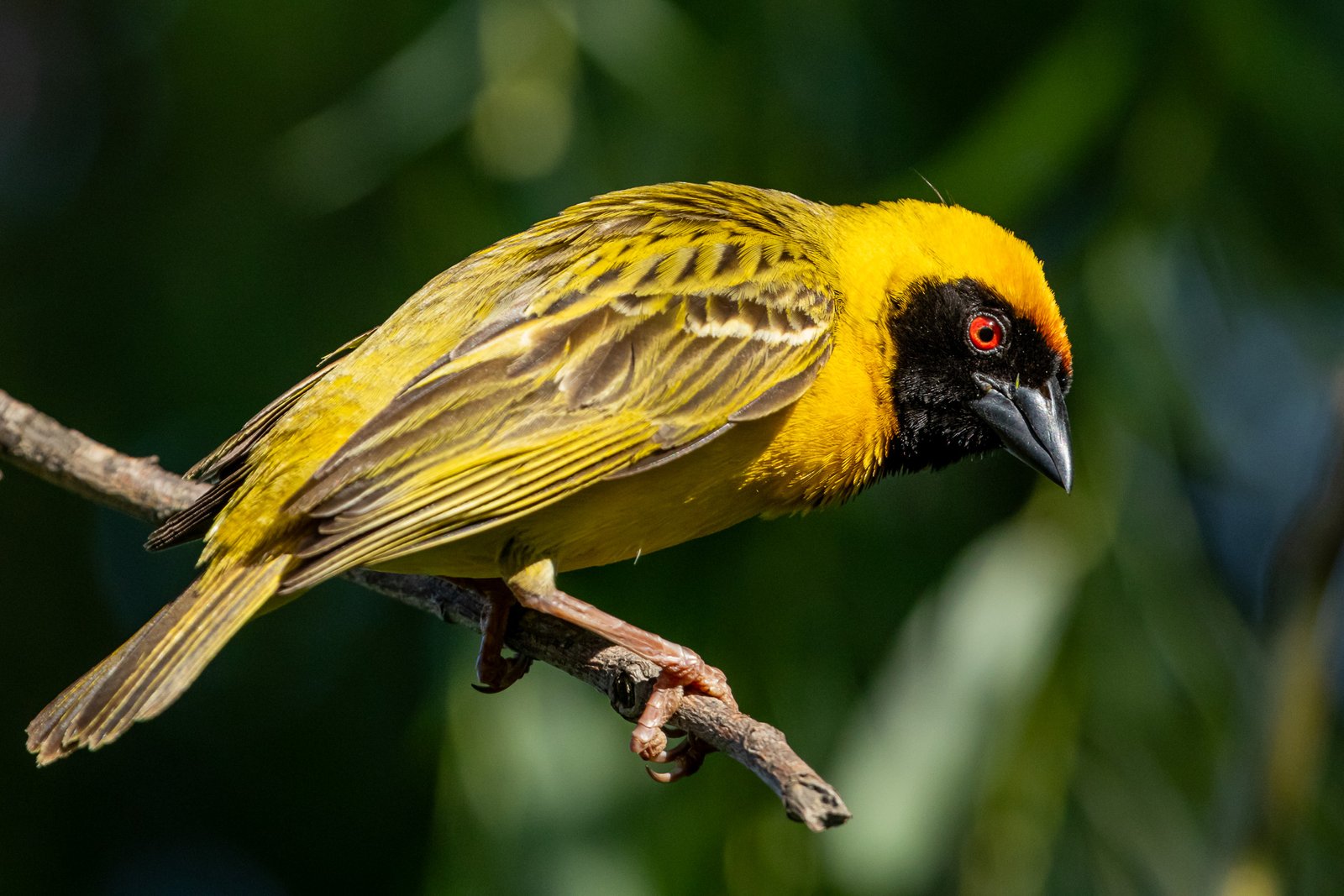 Southern Masked Weaver perched on a branch.