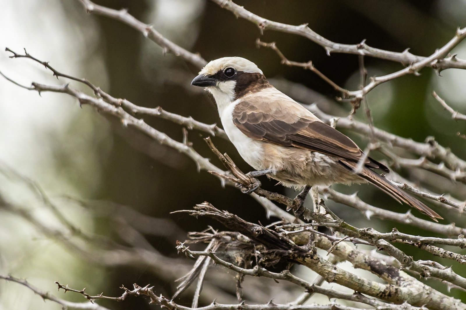 southern-white-crowned-shrike-bird-perched