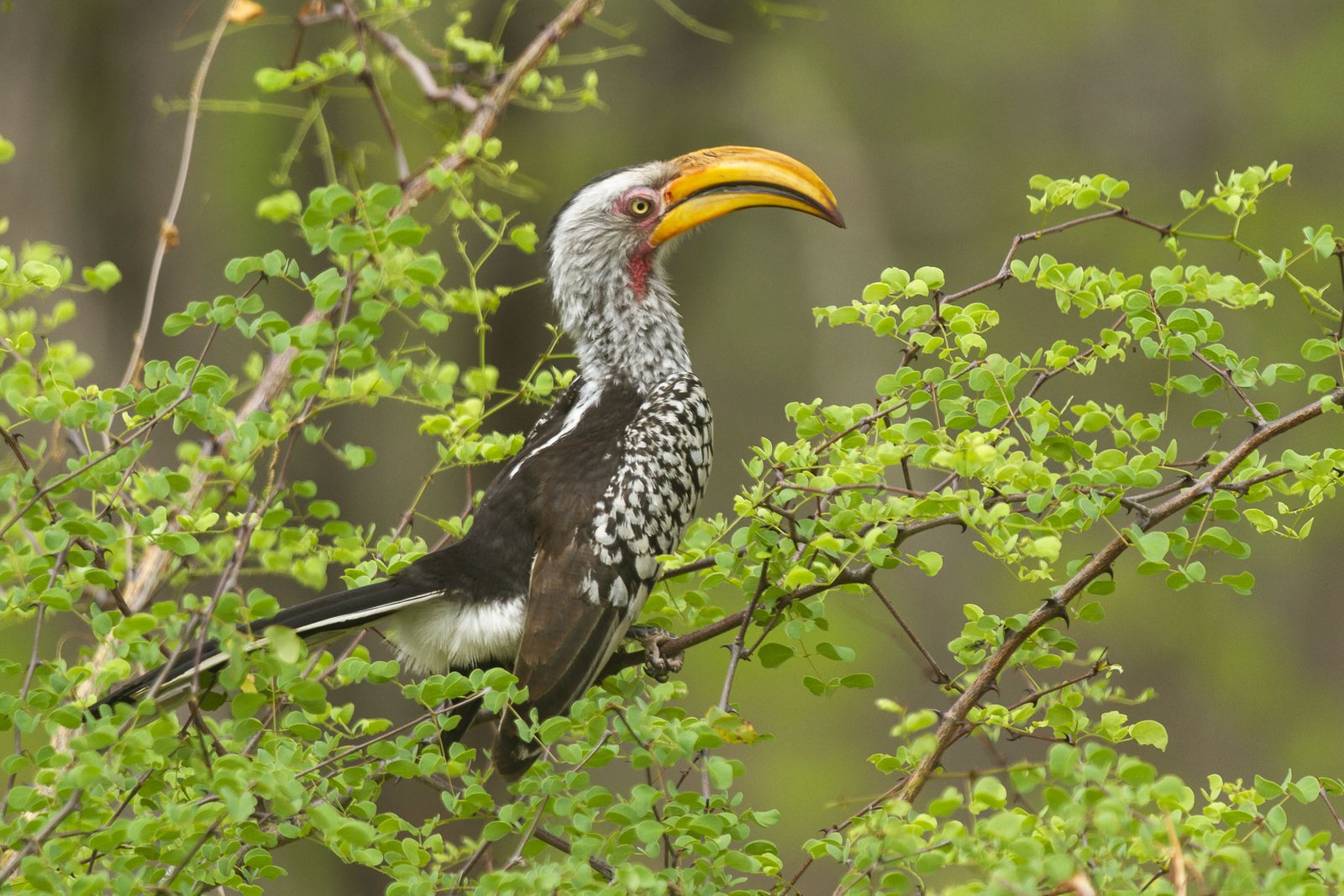 southern-yellow-billed-hornbill-perched