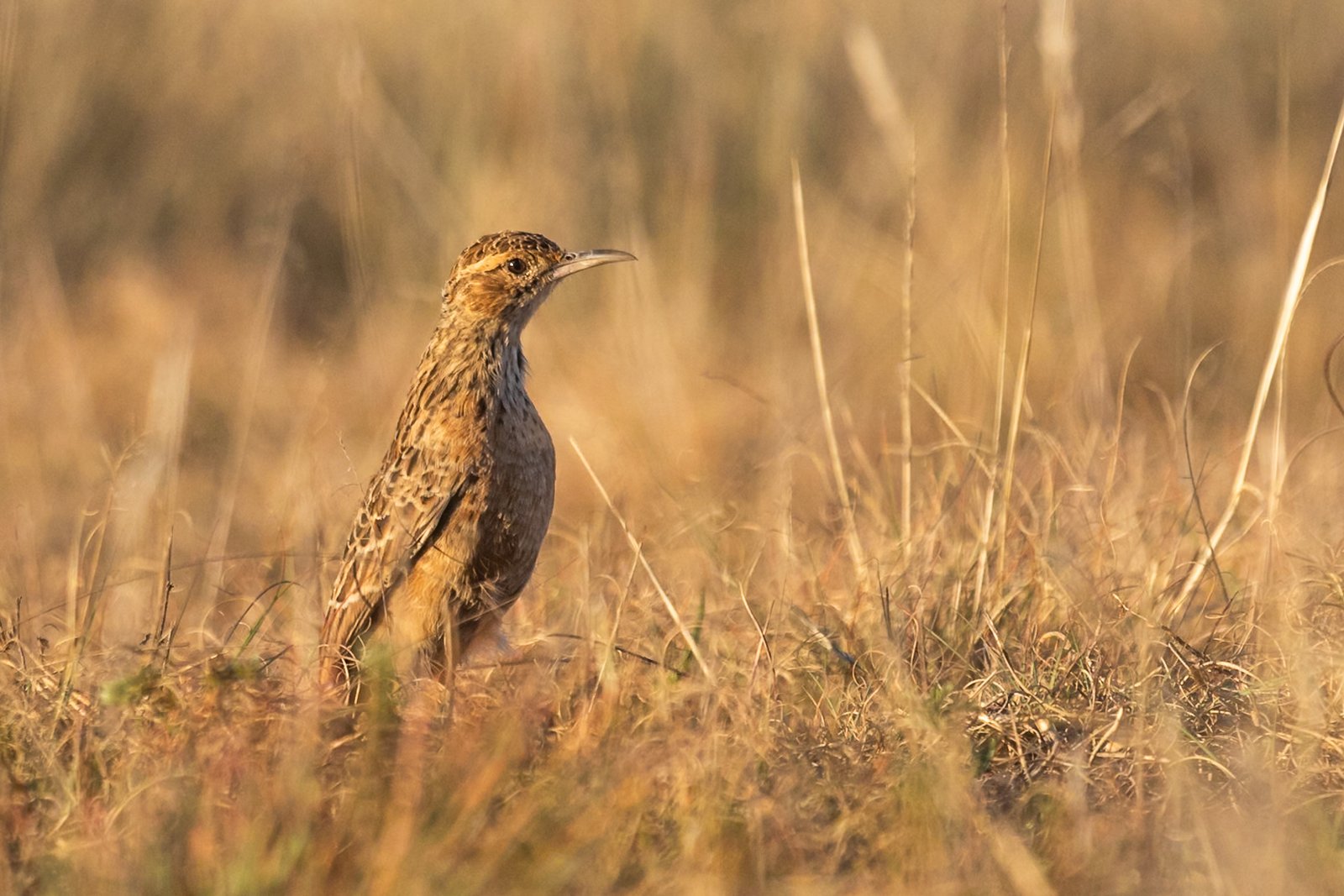 spike-heeled-lark-bird-standing