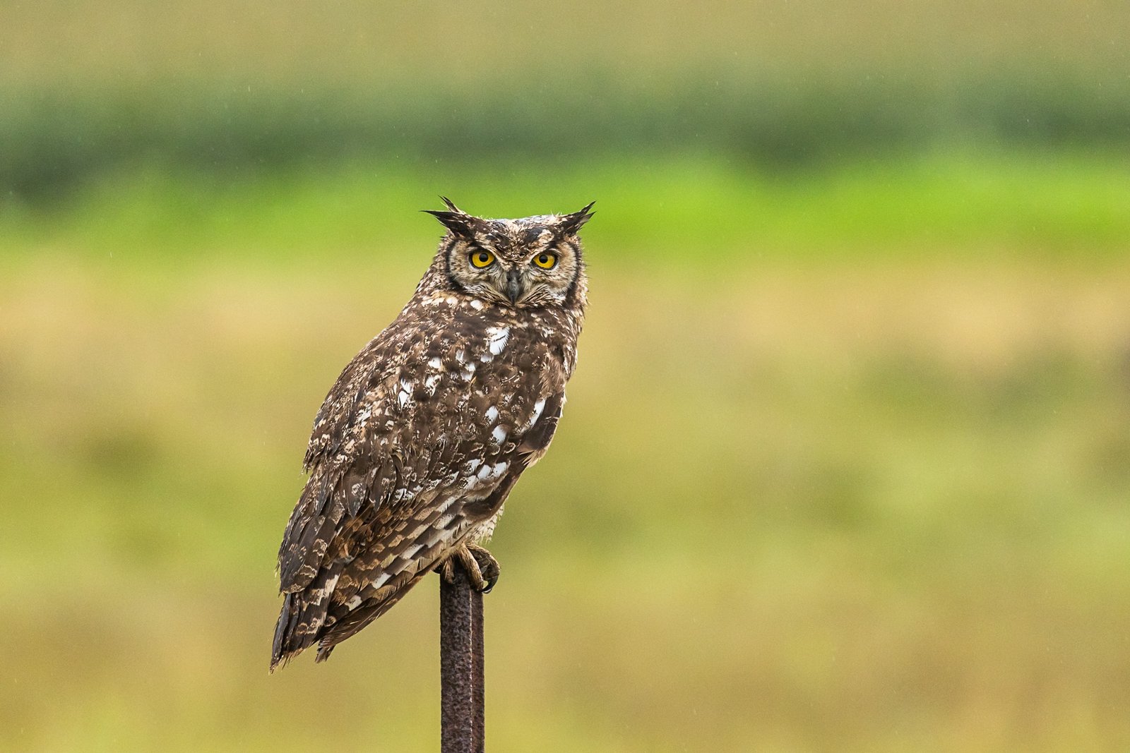 spotted-eagle-owl-bird-perched-1