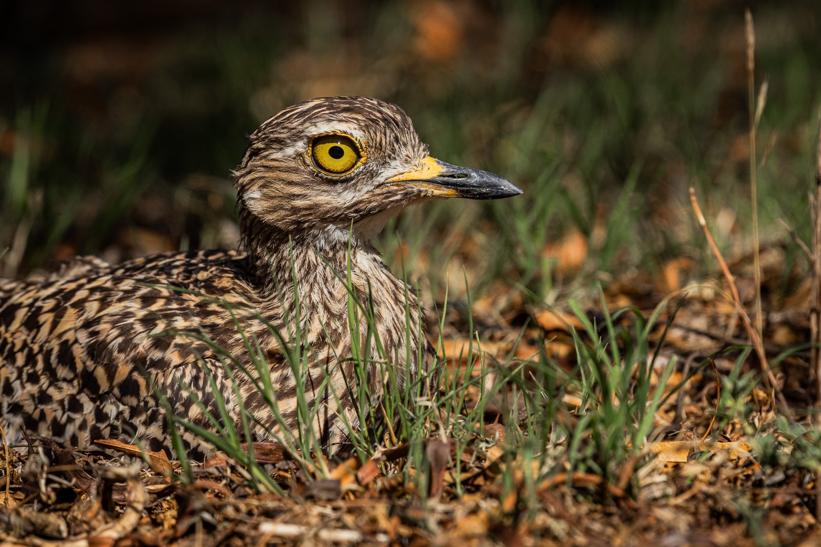 Spotted Thick-knee portrait.