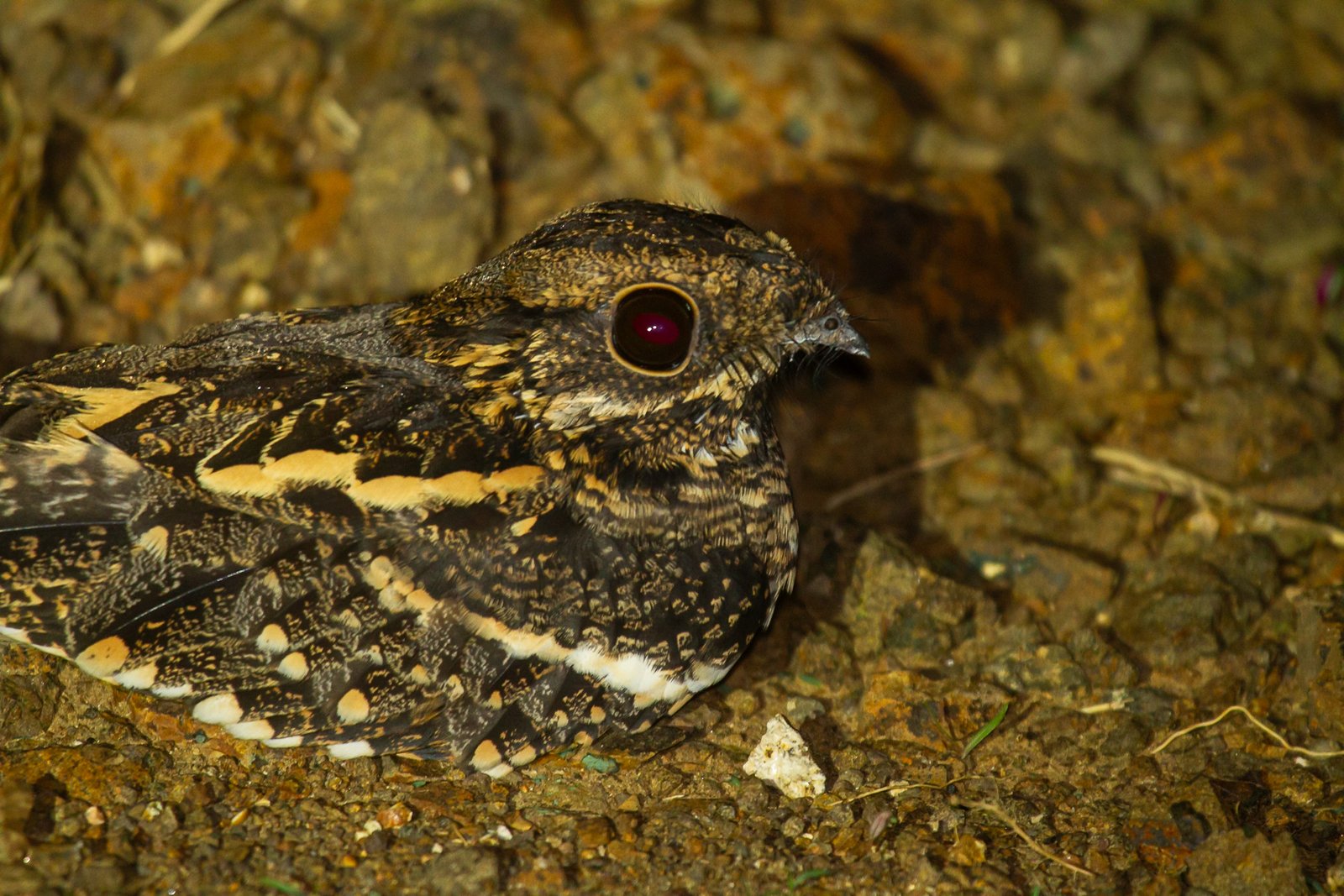 square-tailed-nightjar-bird-on-ground