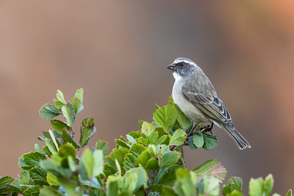 Streaky-headed Seedeater perched on a plant.