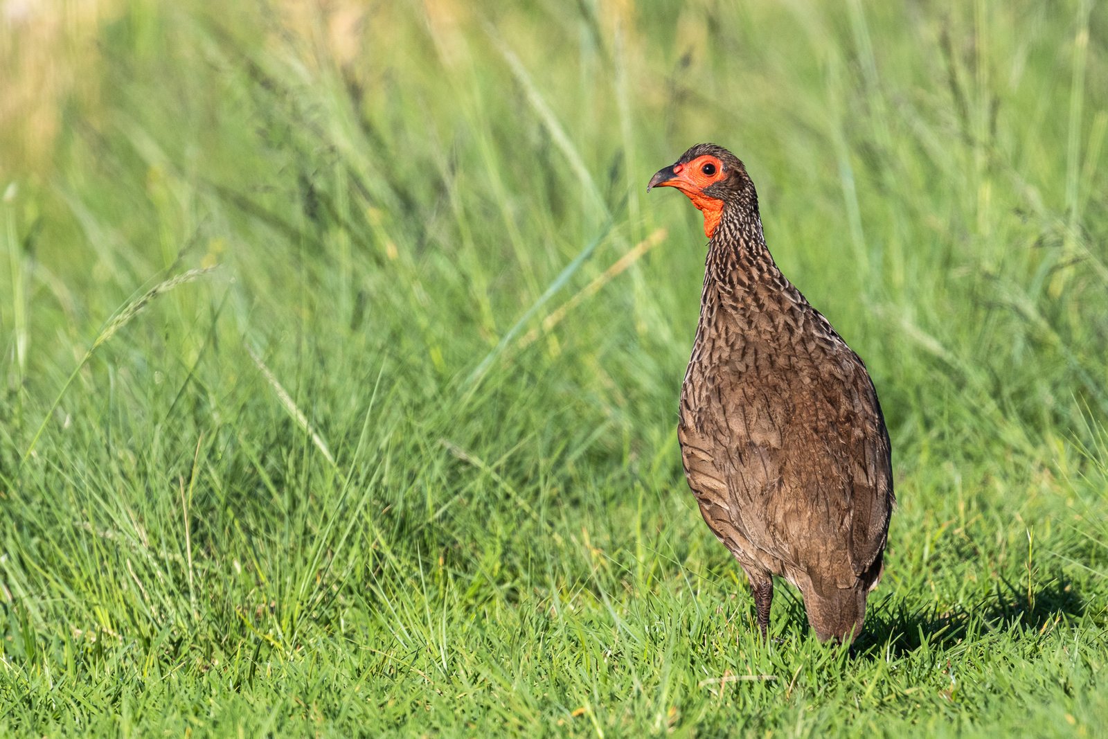 Swainson's Spurfowl standing on grass.