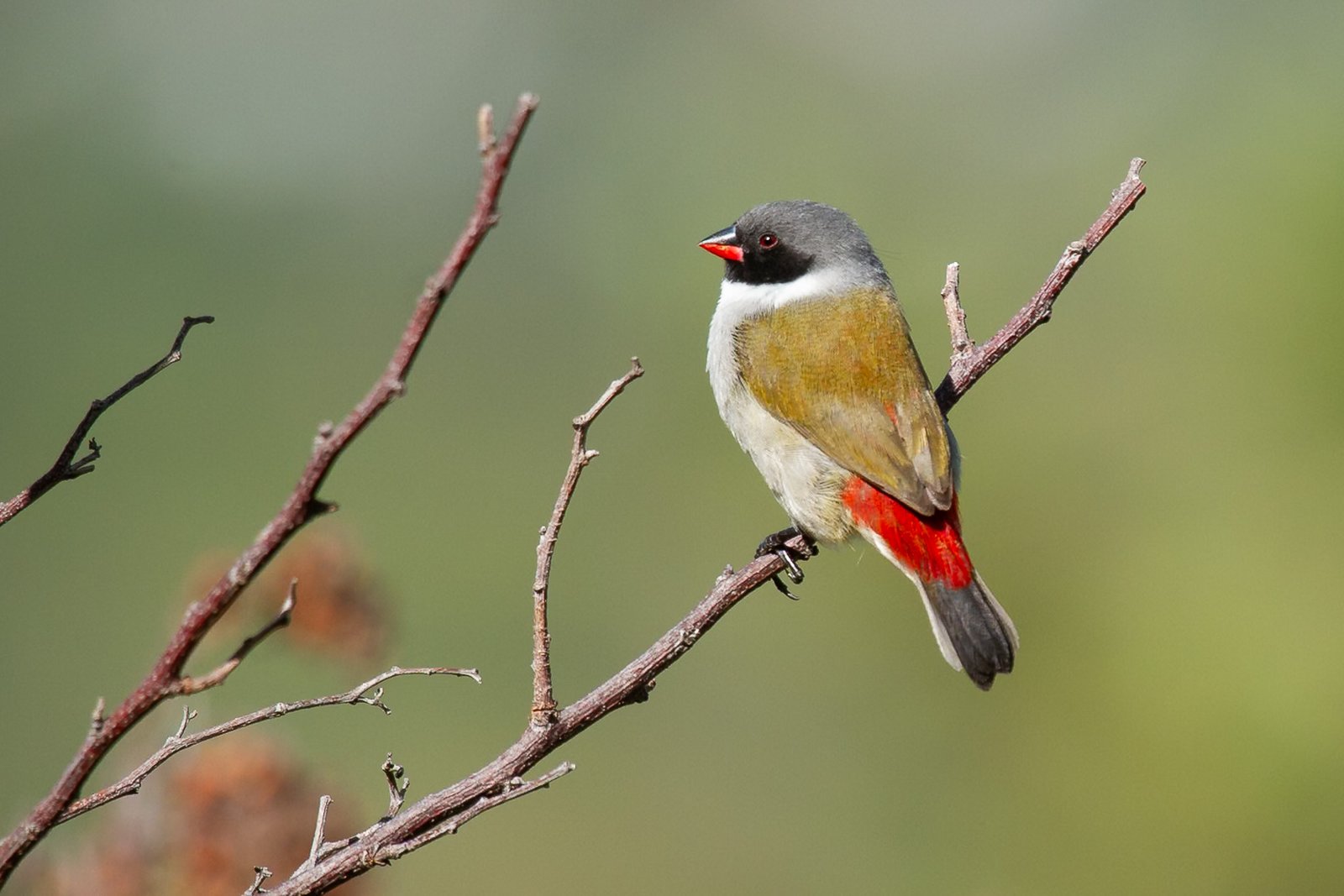 swee-waxbill-bird-perched