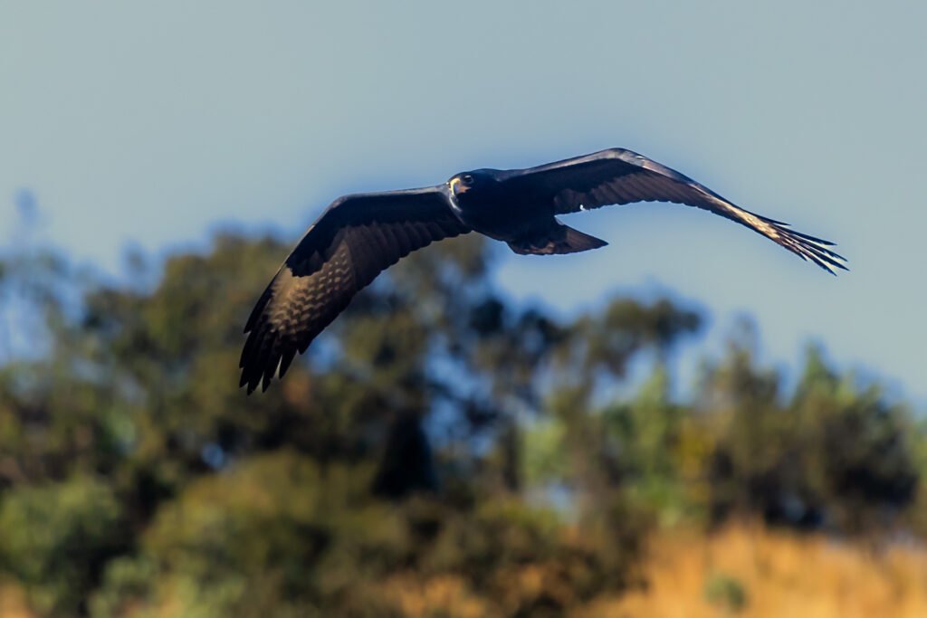 Verreauxs Eagle flying.