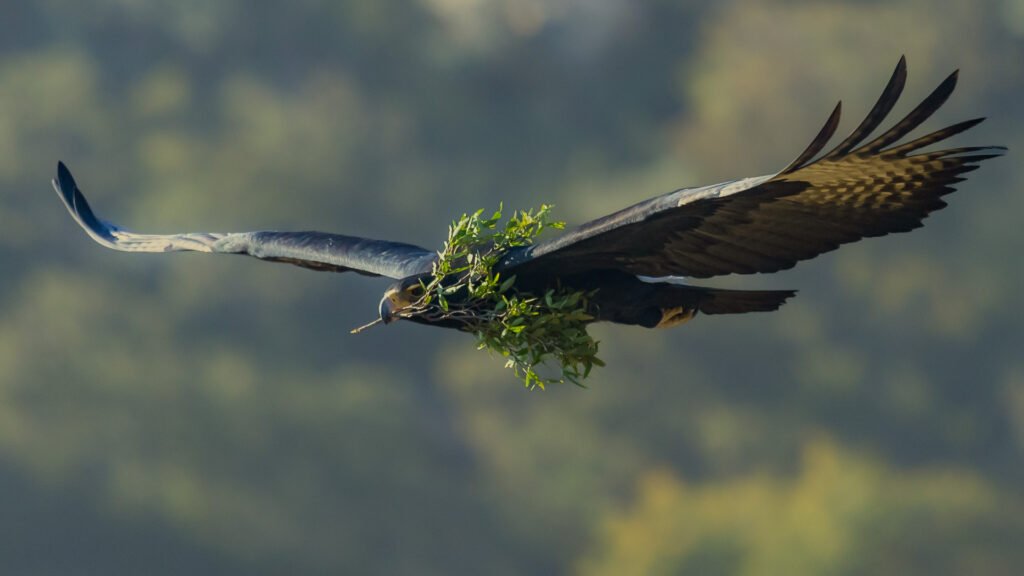 Verreauxs Eagle carrying nesting material.