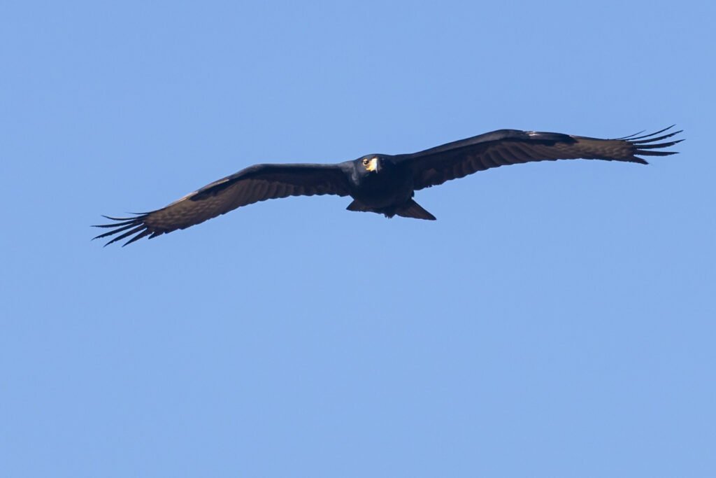 Verreauxs Eagle flying.