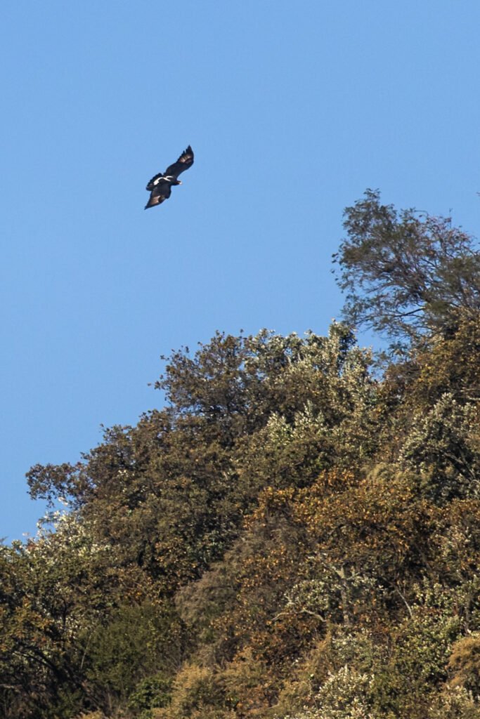 Verreauxs Eagle flying above a ridge.