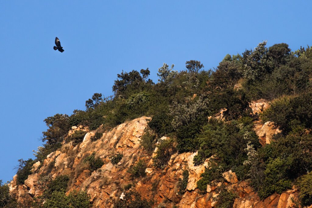 Verreauxs Eagle flying above a ridge.