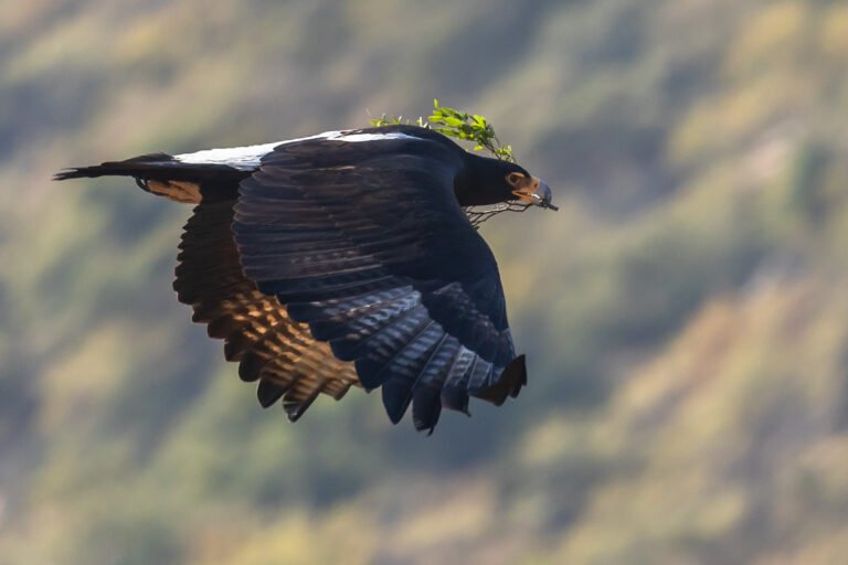 Verreauxs Eagle carrying nesting material.