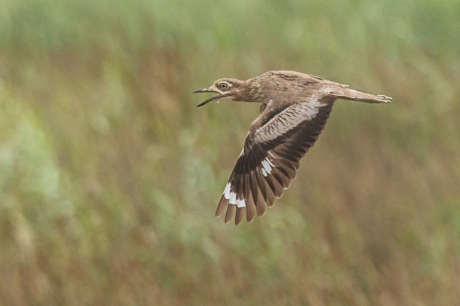 water-thick-knee-bird-in-flight-10