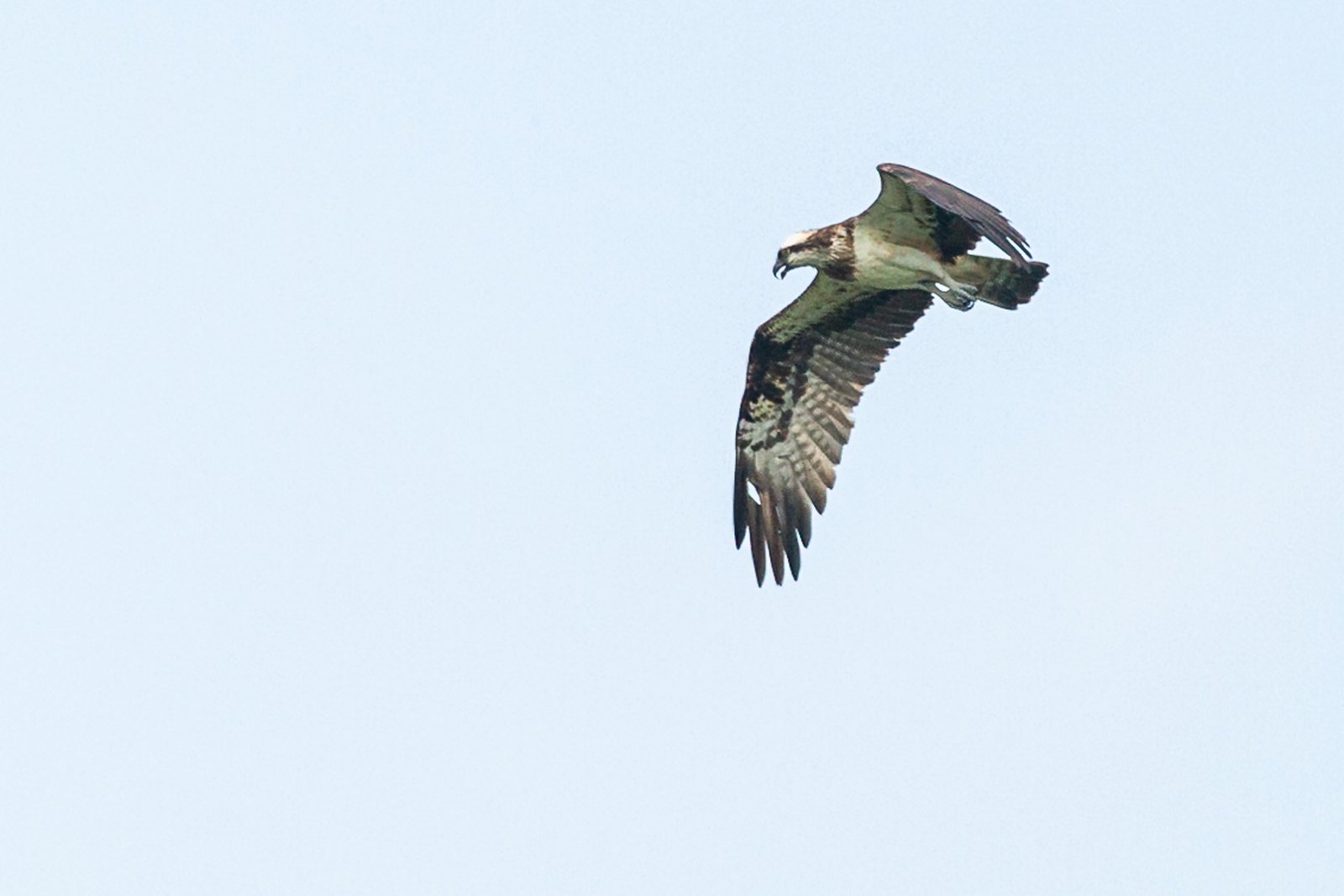 western-osprey-bird-in-flight-1