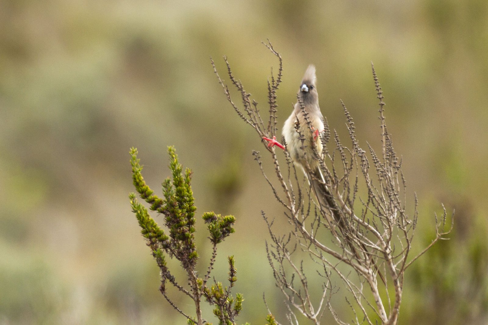 white-backed-mousebird-perched