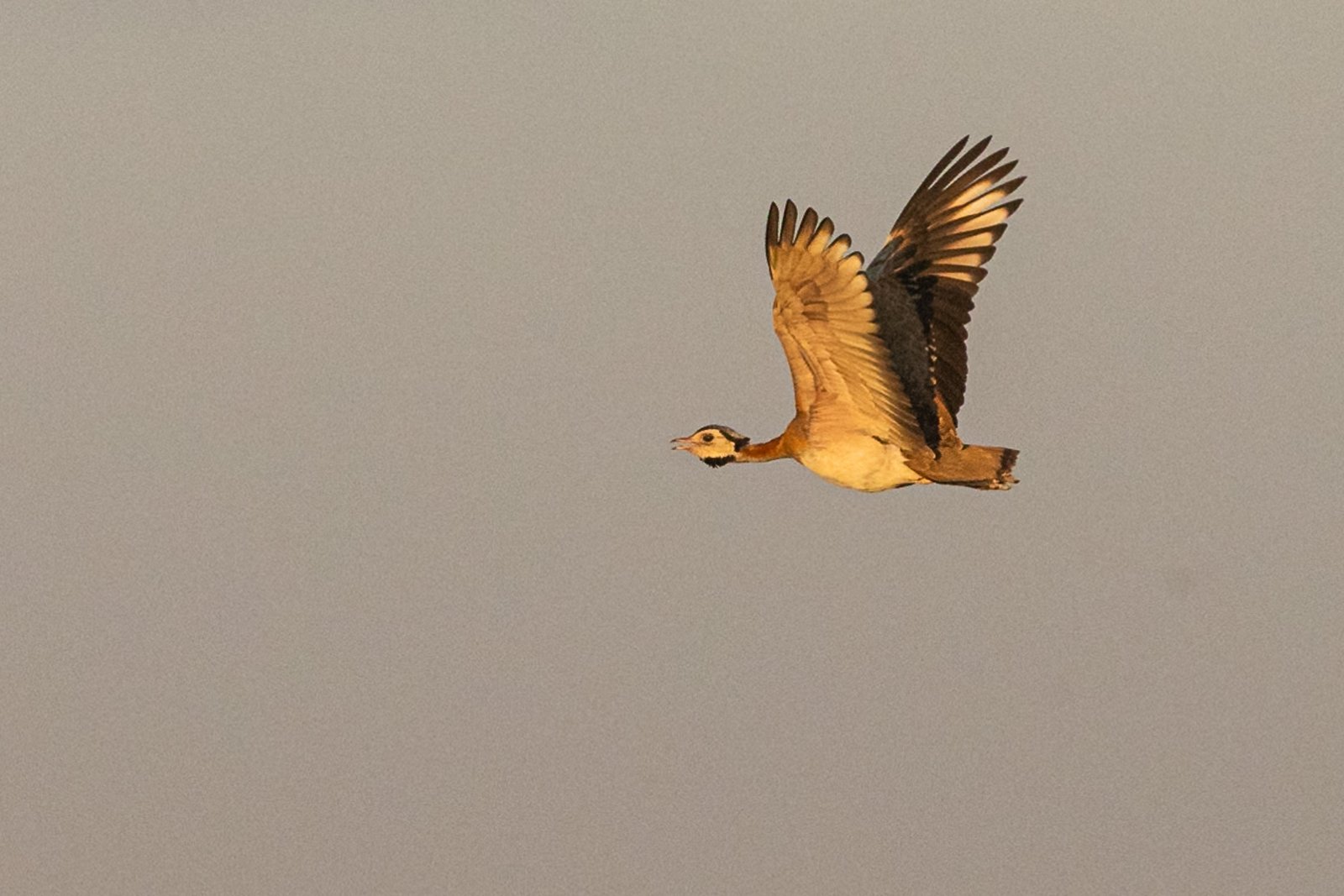 White-bellied Bustard