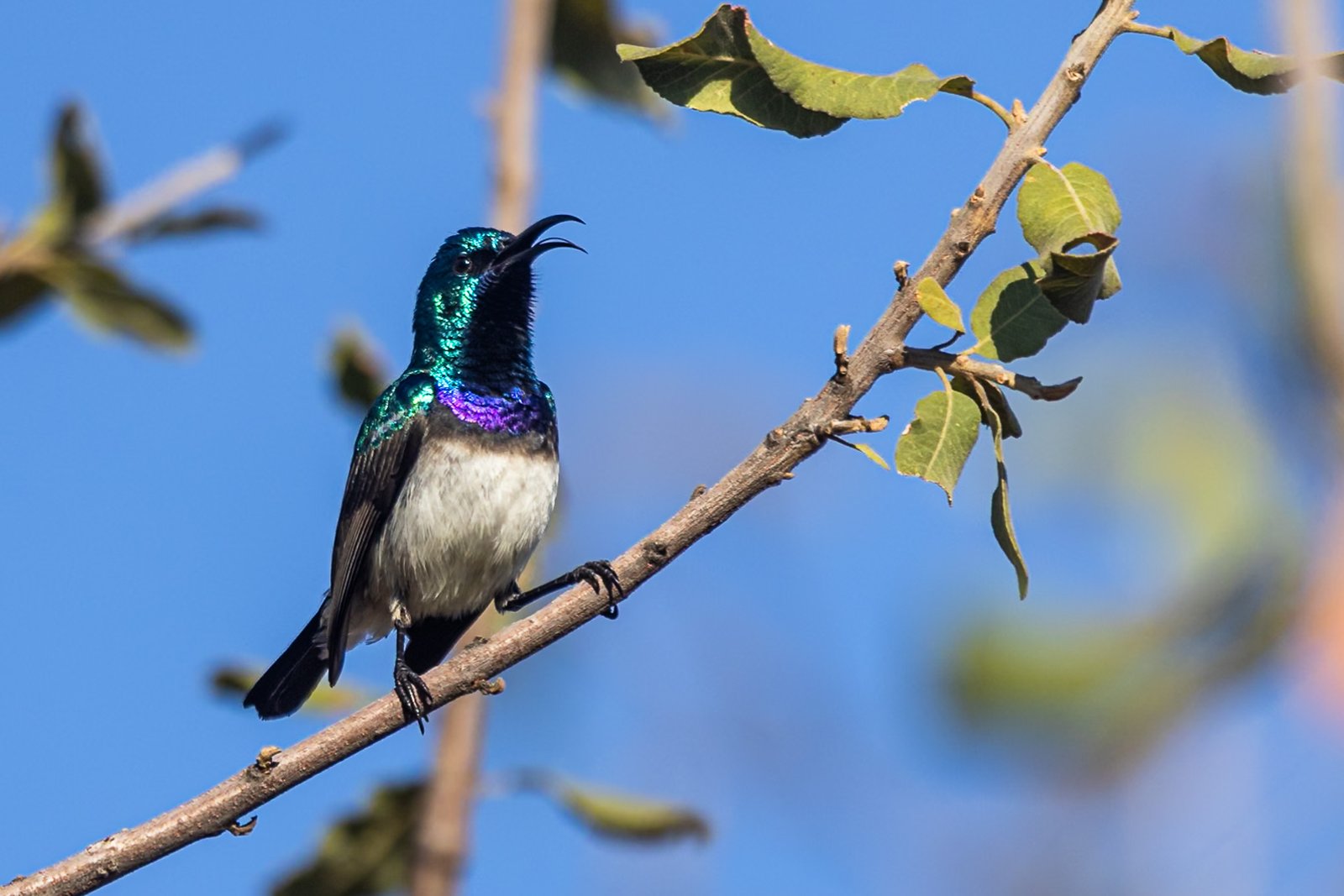 White-bellied Sunbird calling.