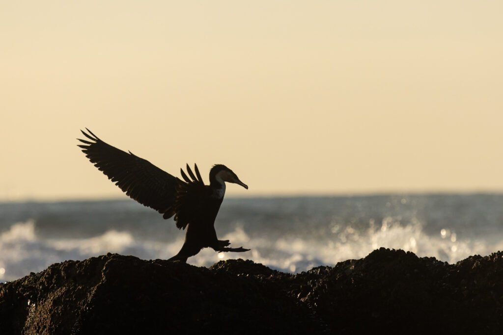 White-breasted Cormorant landing on rocks.