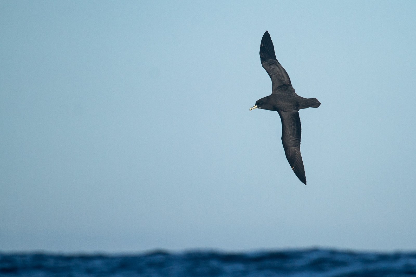 white-chinned-petrel-bird-in-flight-1