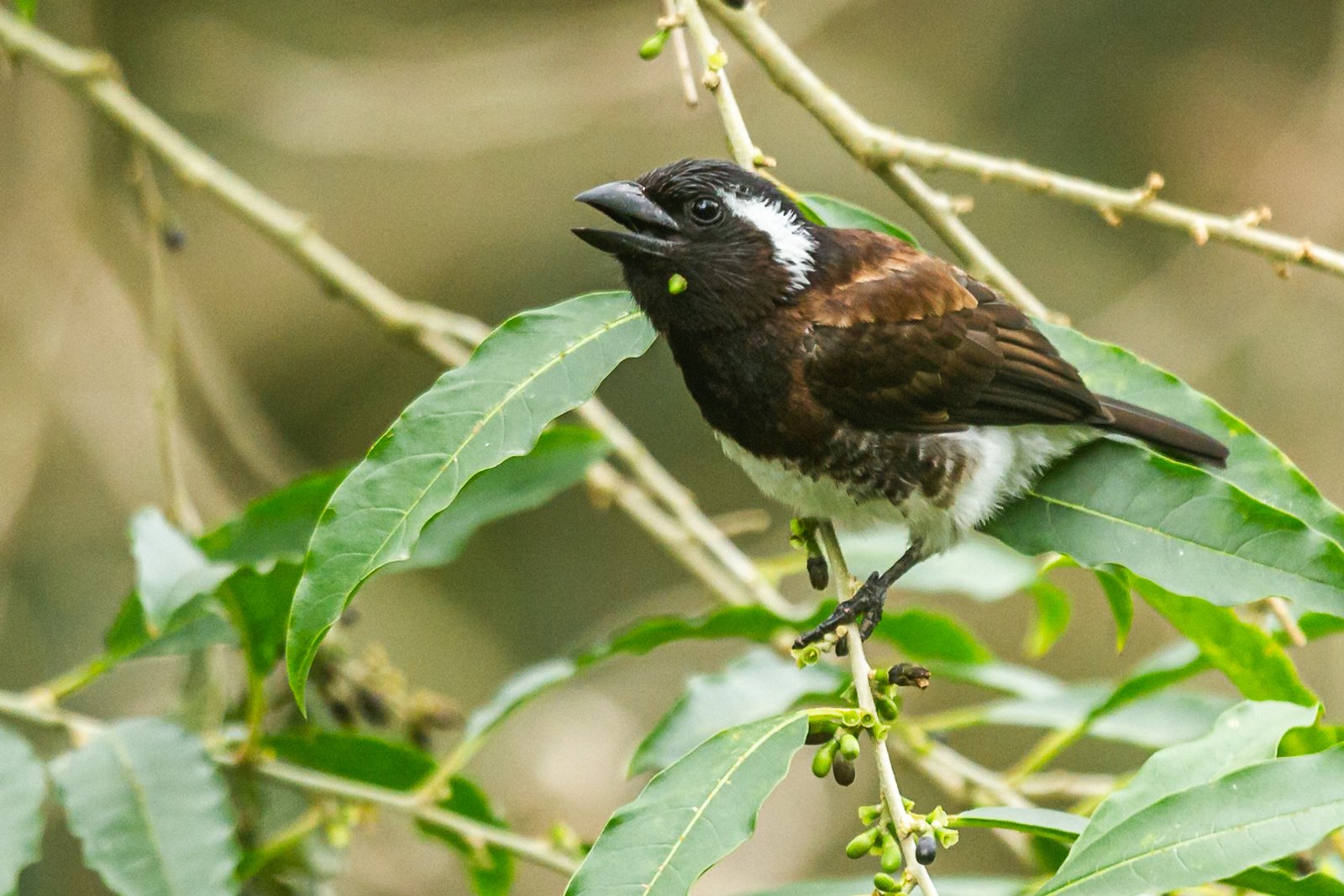 white-eared-barbet-bird-perched-3