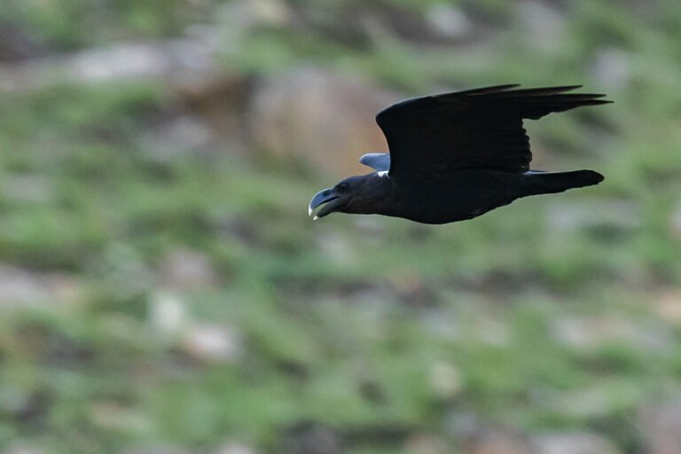 White-necked Raven in flight.